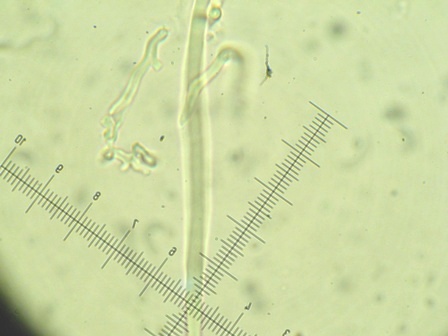 Da determinare (Antrodia albida)